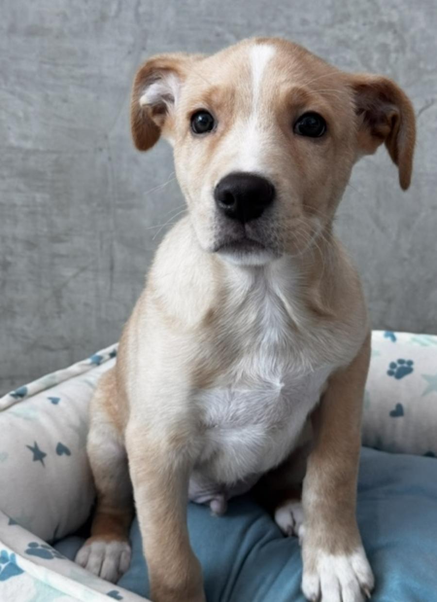 Caramelo, an adoption pending mixed breed in Woburn, MA image 2/5