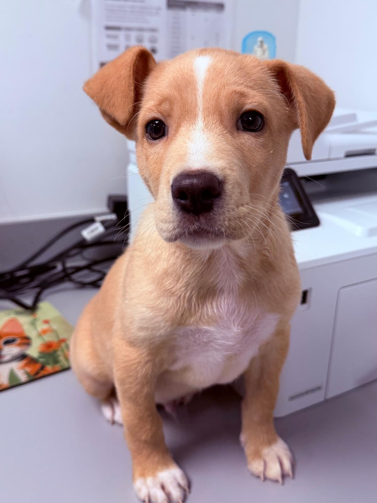 Caramelo, an adoption pending mixed breed in Woburn, MA image 5/5