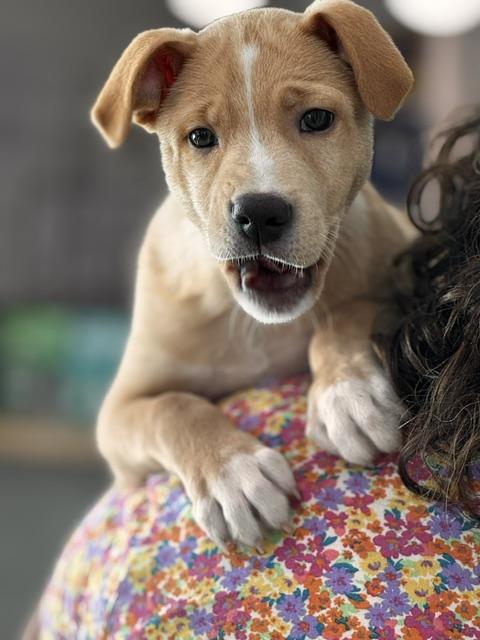 Caramelo, an adoption pending mixed breed in Woburn, MA image 4/5