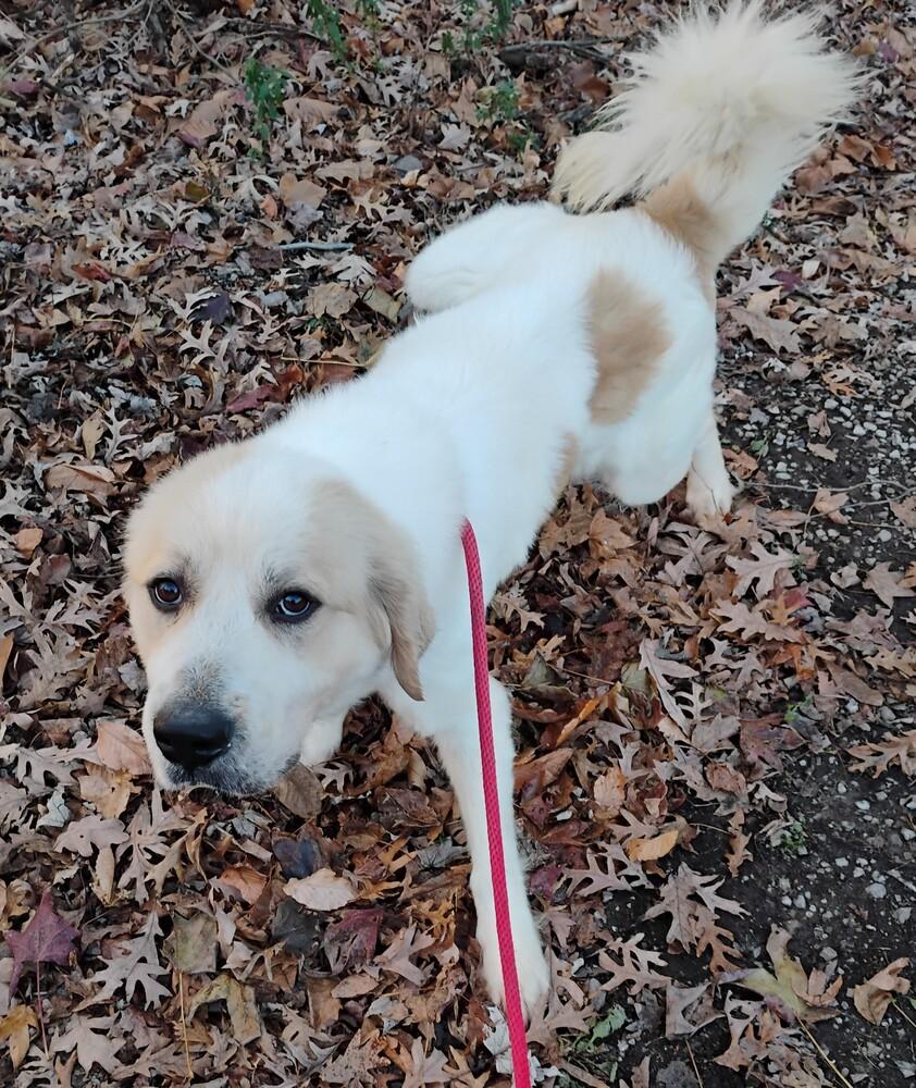 Enlarge Abel #254, a Adoptable Great Pyrenees in New Lexington, OH image 1/1