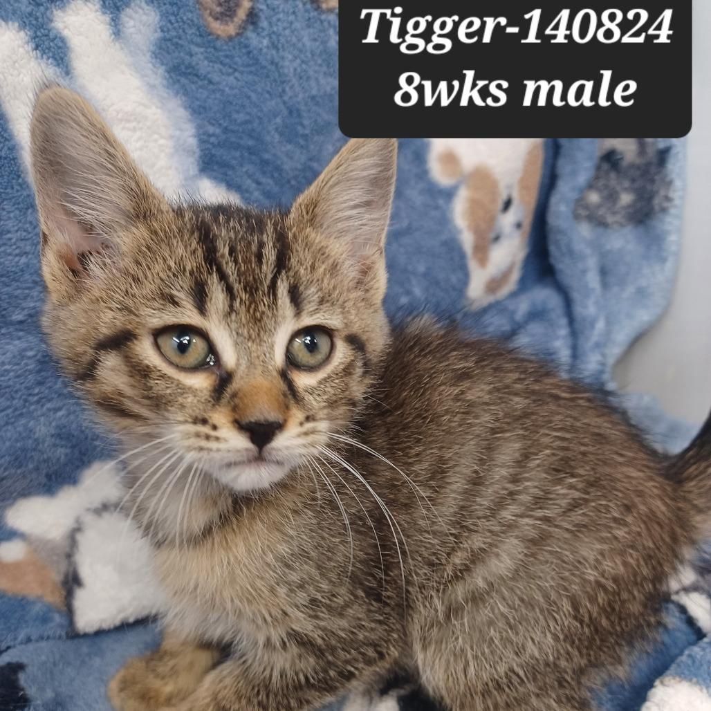 Tigger, Adoptable, Kitten Male Domestic Short Hair.