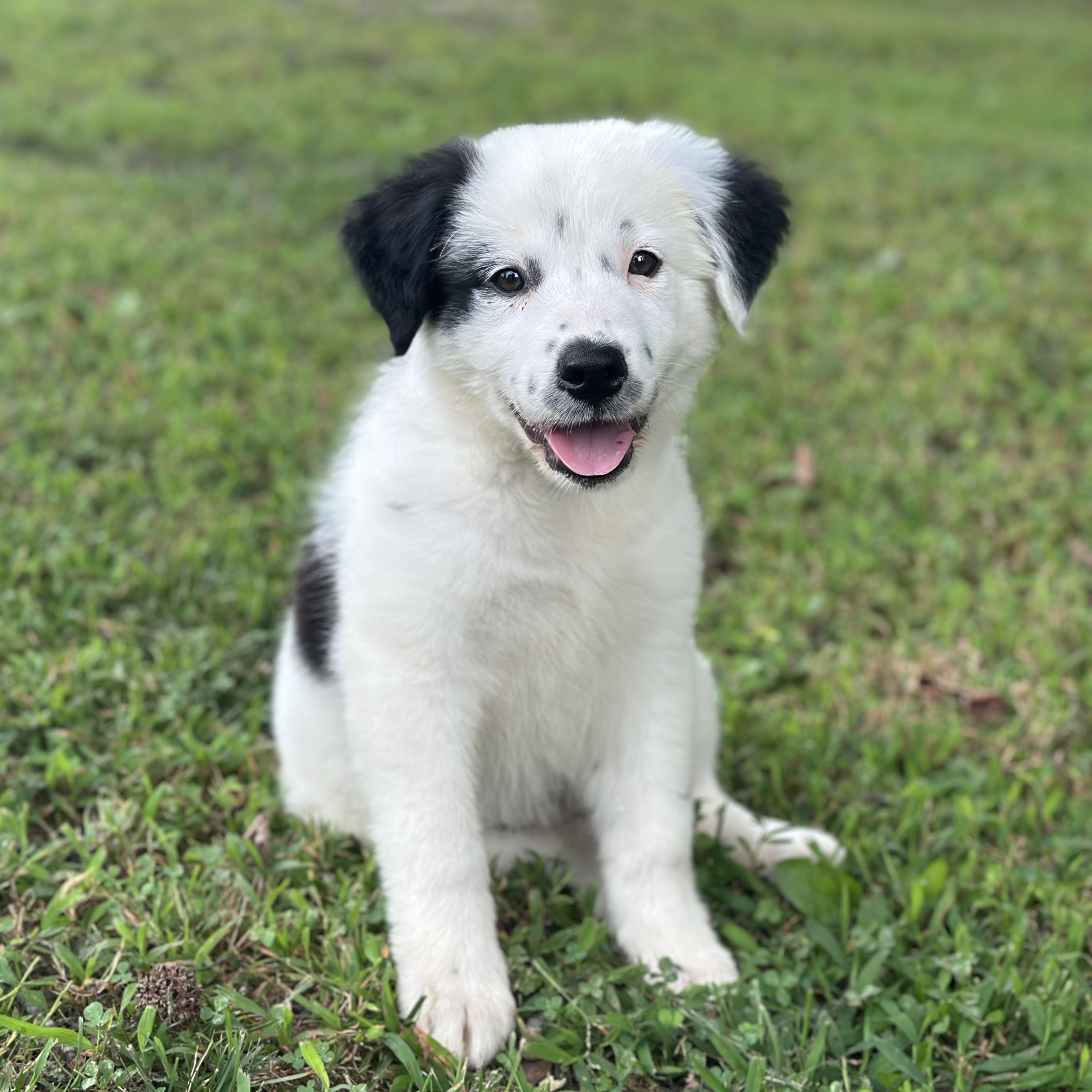 Enlarge Cha Cha, a Adopted mixed breed in Richmond, VA image 3/6