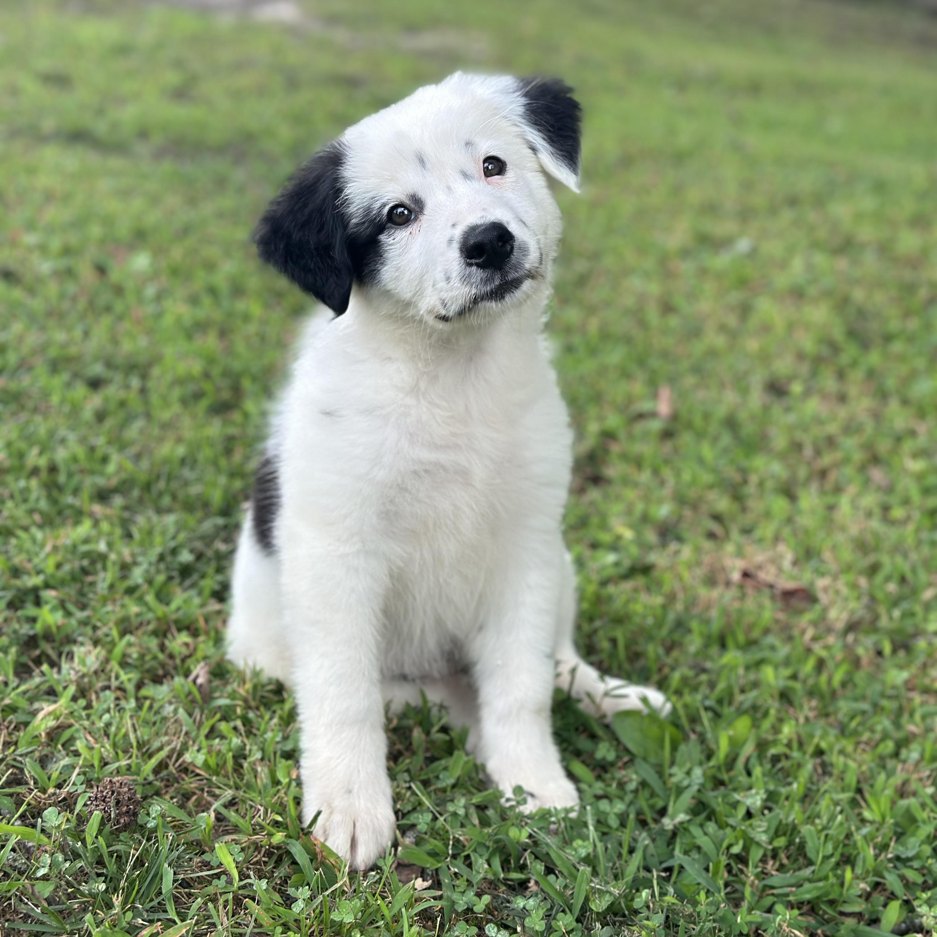 Enlarge Cha Cha, a Adopted mixed breed in Richmond, VA image 5/6