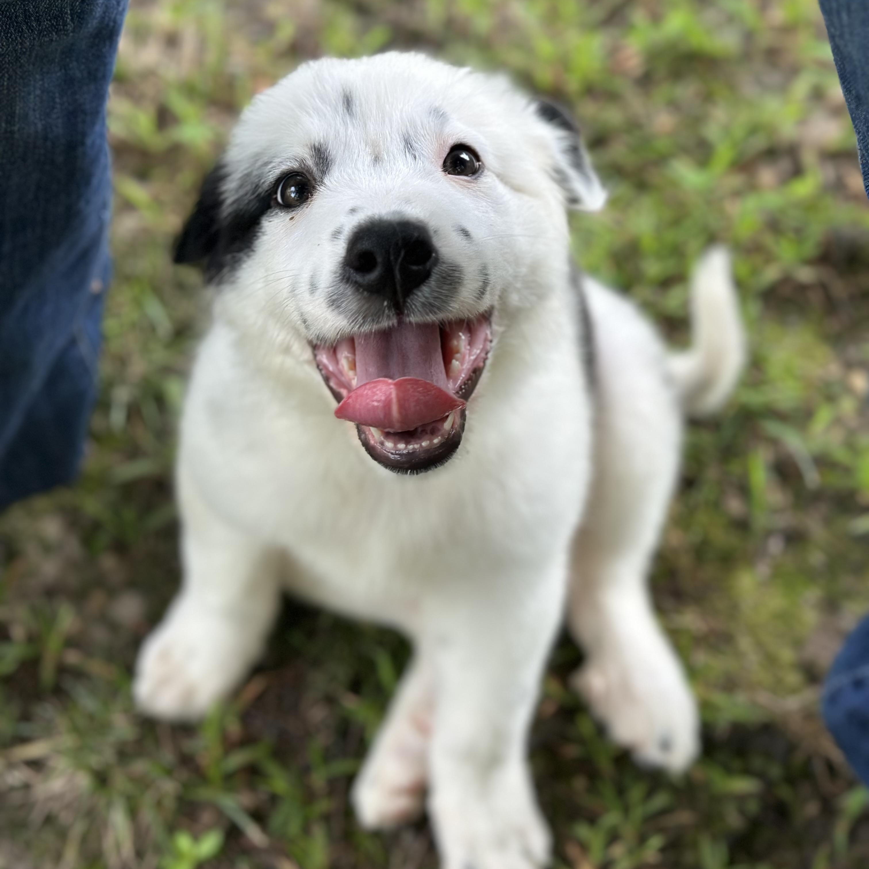 Enlarge Cha Cha, a Adopted mixed breed in Richmond, VA image 4/6