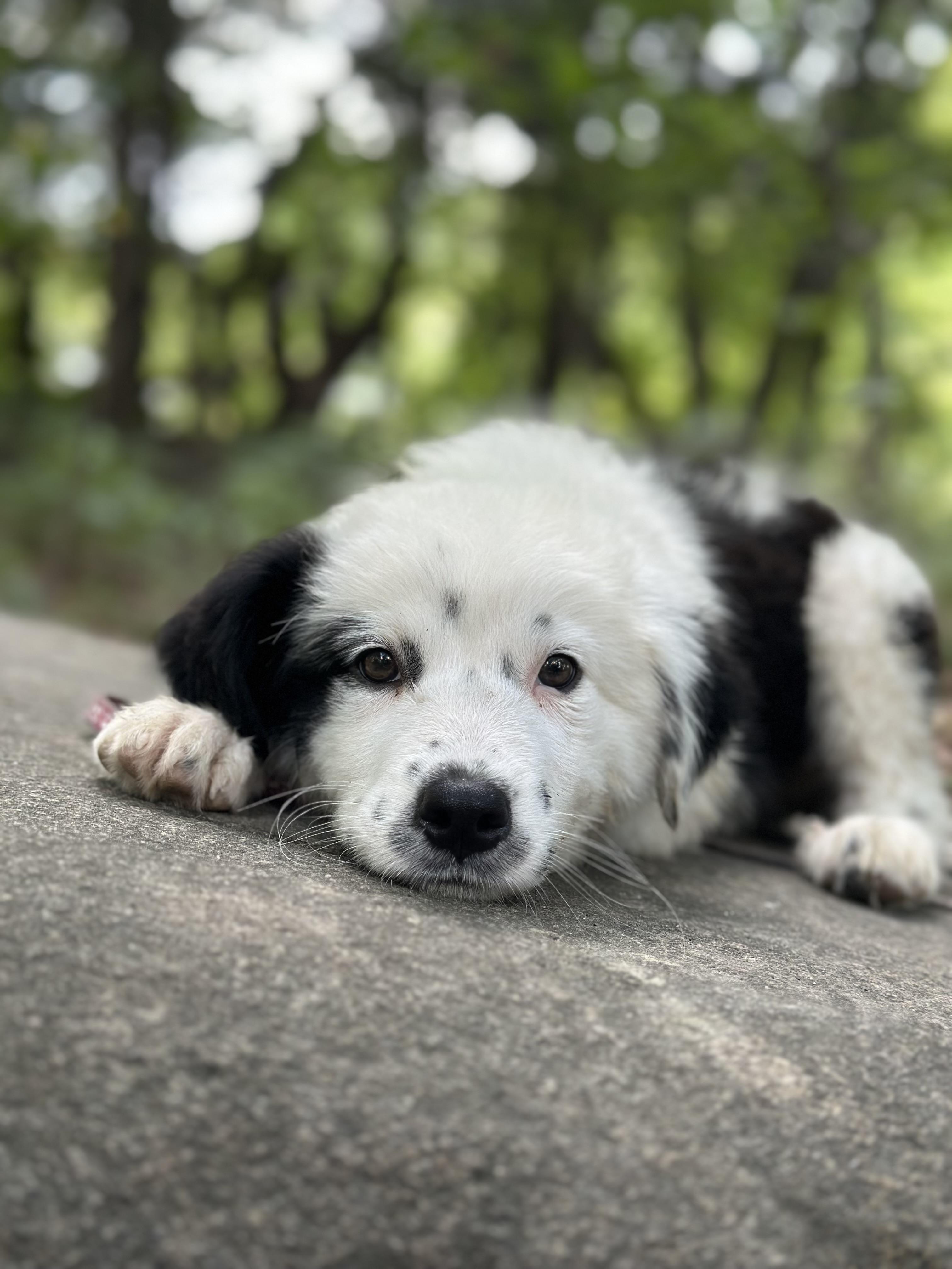 Enlarge Cha Cha, a Adopted mixed breed in Richmond, VA image 6/6