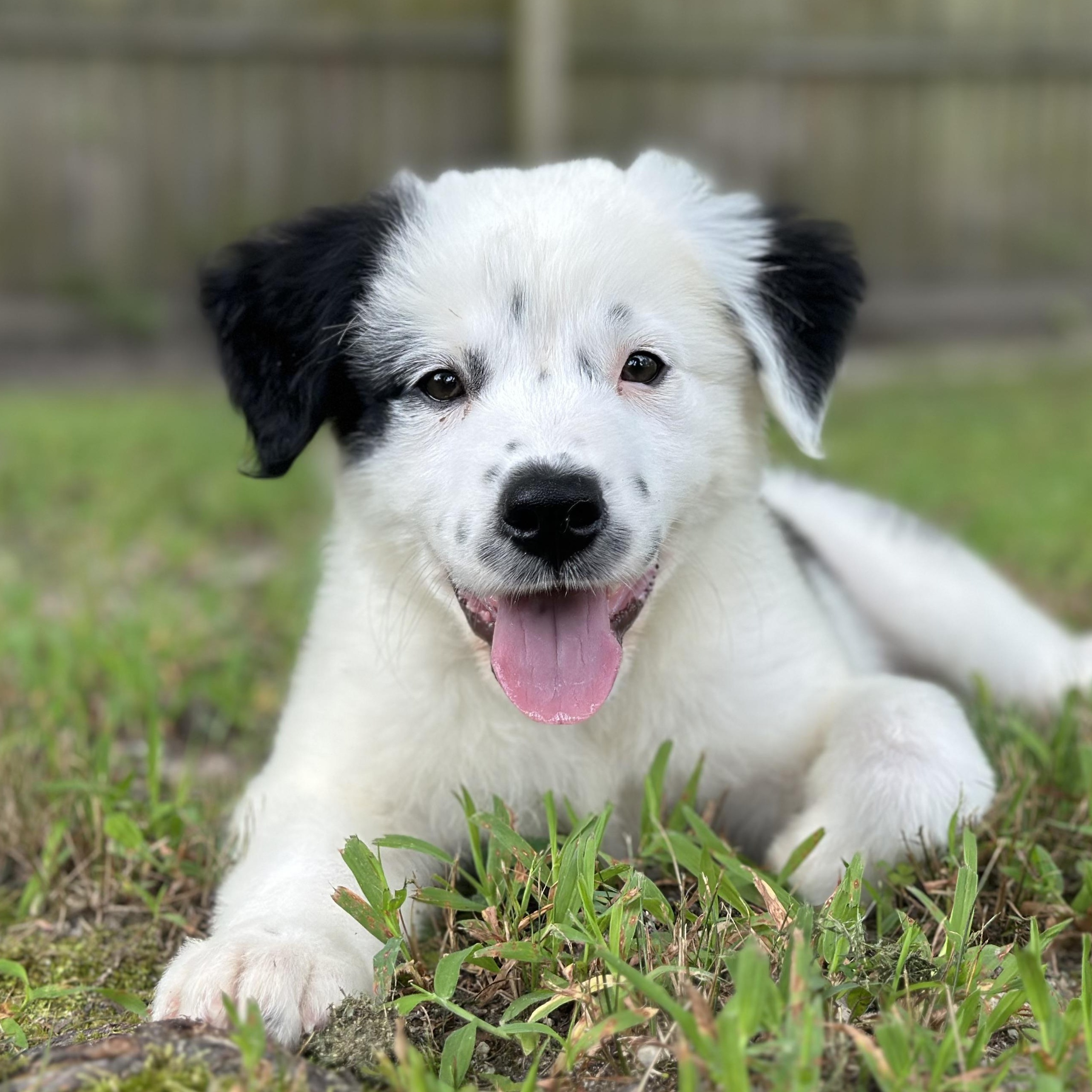 Cha Cha, Adopted, Puppy Female Great Pyrenees.