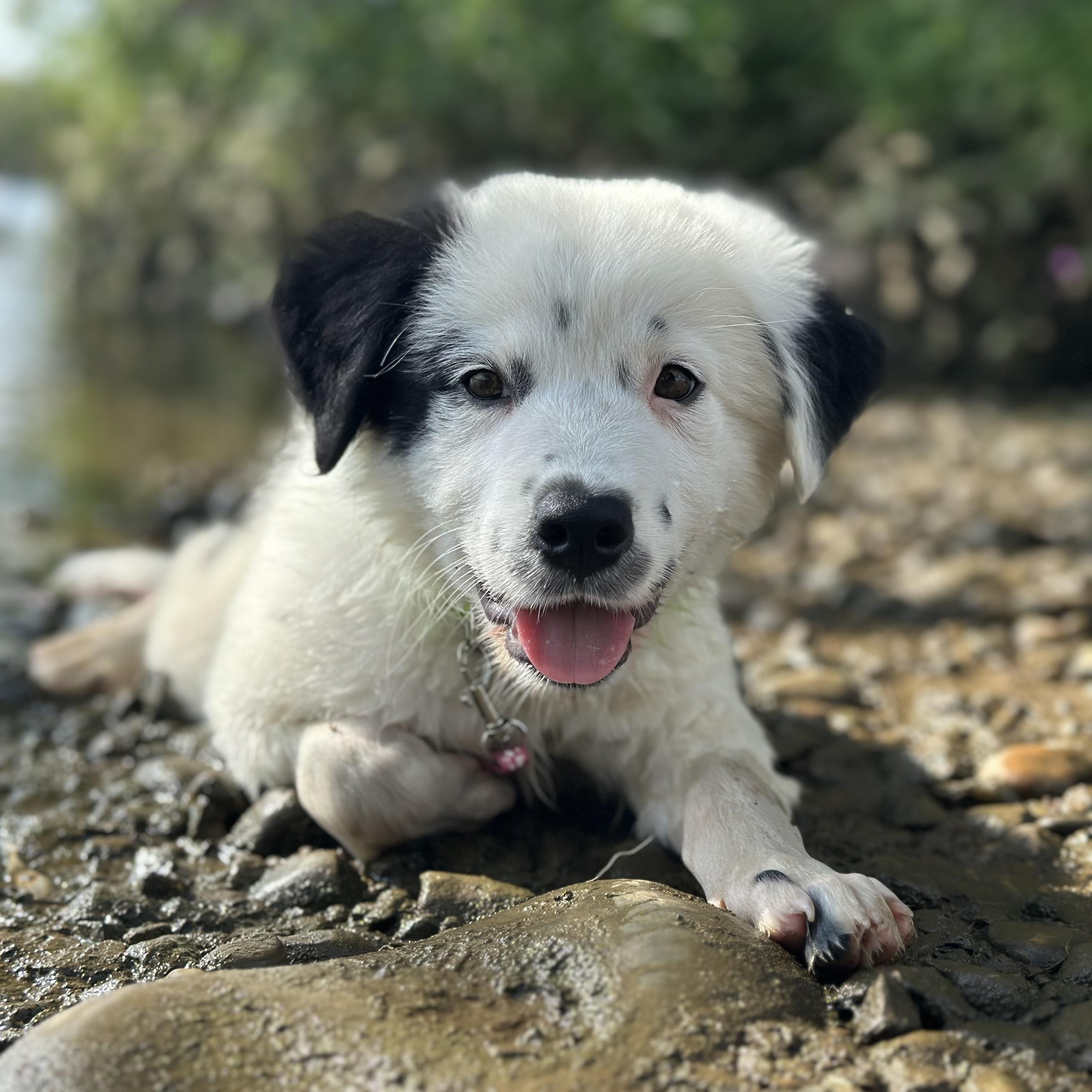 Enlarge Cha Cha, a Adopted mixed breed in Richmond, VA image 2/6