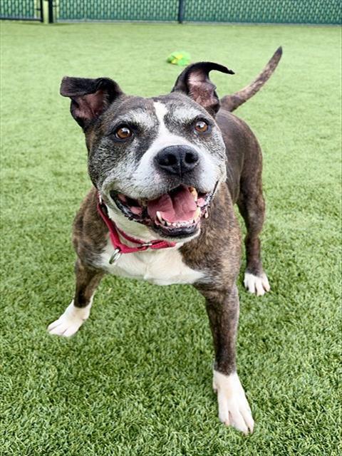 Enlarge HARLEY, a Adoptable mixed breed in Statesville, NC image 1/1
