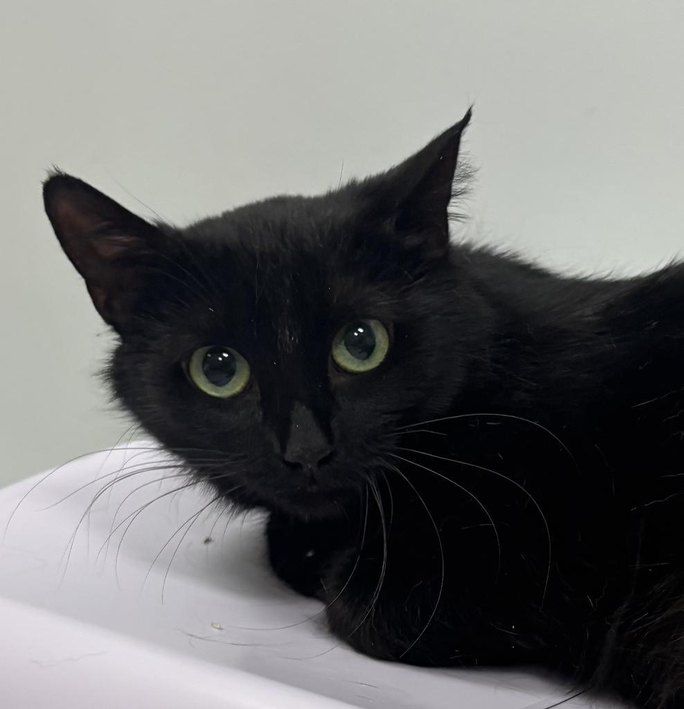Enlarge Joan Jett, a Adoptable mixed breed in Saint Paul, MN image 3/3