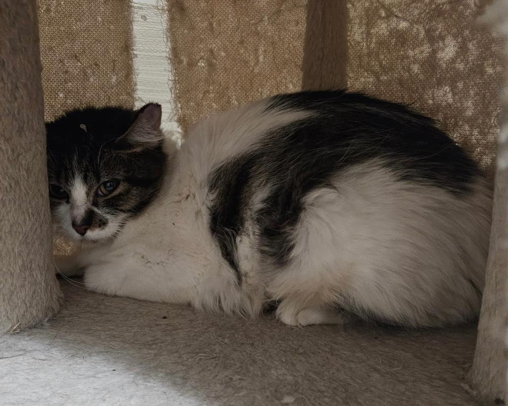 Risotto, Adoptable, Adult Female Domestic Short Hair.