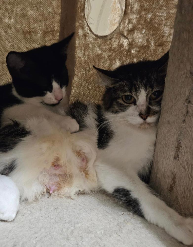 Enlarge Risotto, a Adoptable mixed breed in Bellevue, NE image 3/3