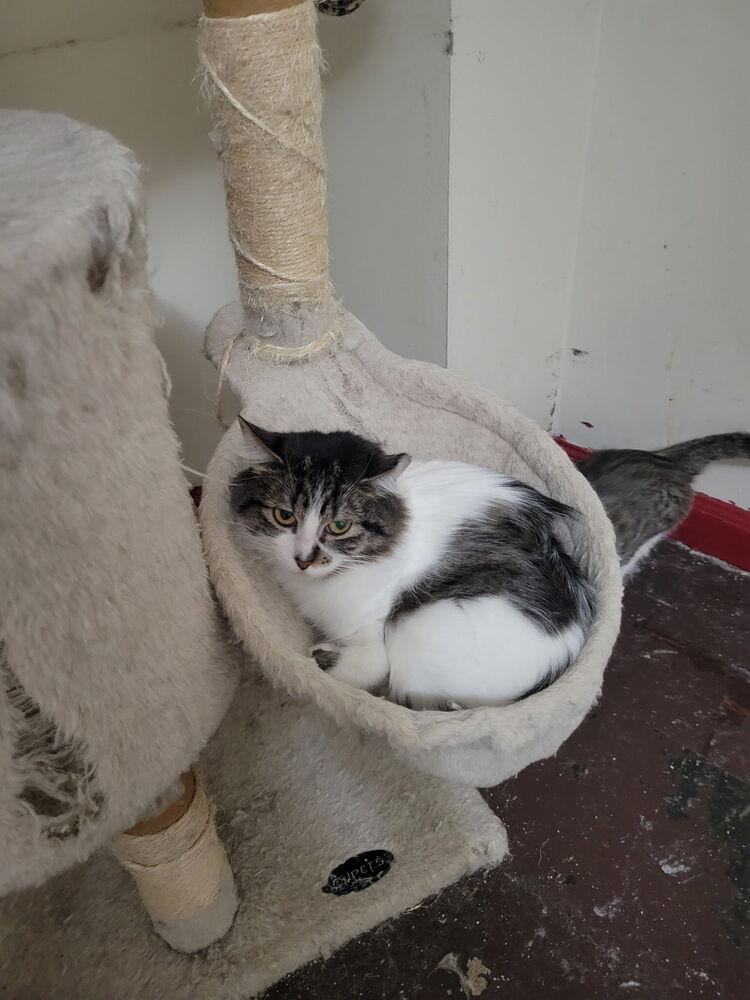 Enlarge Risotto, a Adoptable mixed breed in Bellevue, NE image 4/5