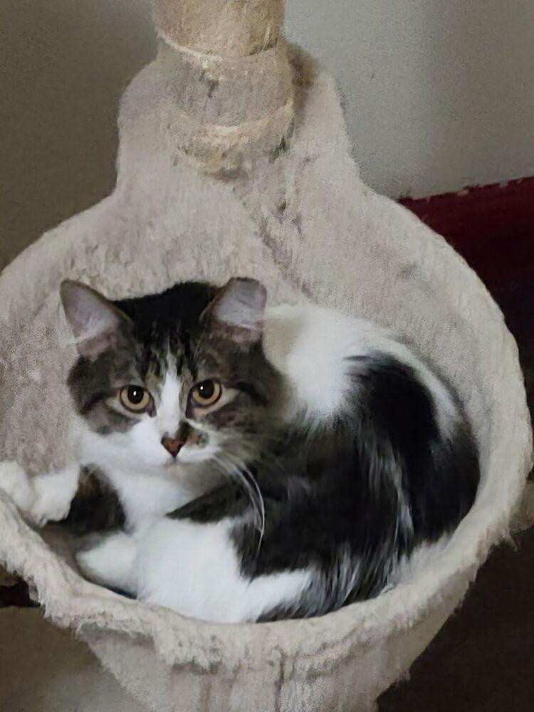 Enlarge Risotto, a Adoptable mixed breed in Bellevue, NE image 5/5