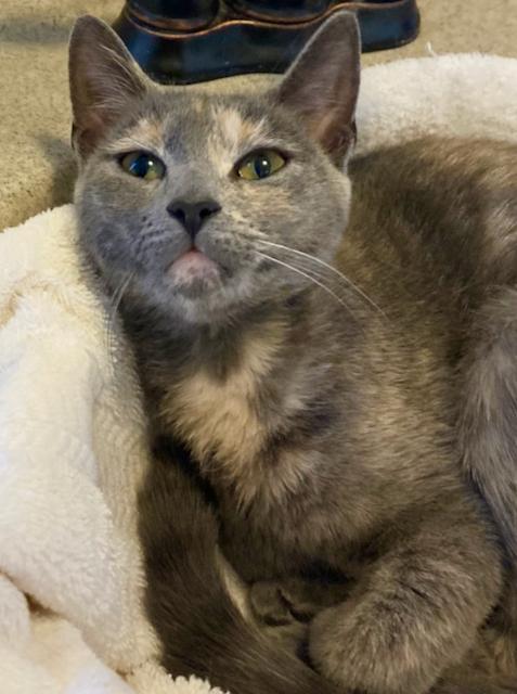 Bella - Lap cat!!, Adoptable, Young Female Domestic Short Hair & Russian Blue.