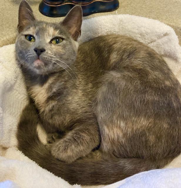 Enlarge Bella - Lap cat!!, an adopted mixed breed in Durham, CT image 2/3