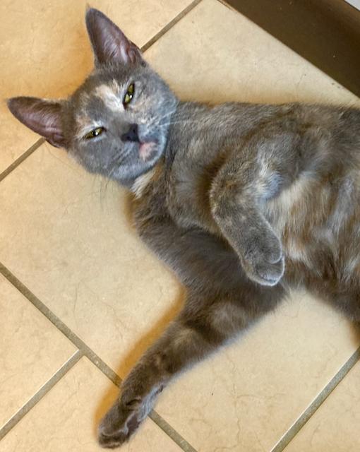 Enlarge Bella - Lap cat!!, an adopted mixed breed in Durham, CT image 3/3