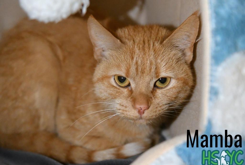 Mamba, a Adoptable mixed breed in Fort Mill, SC image 1/2