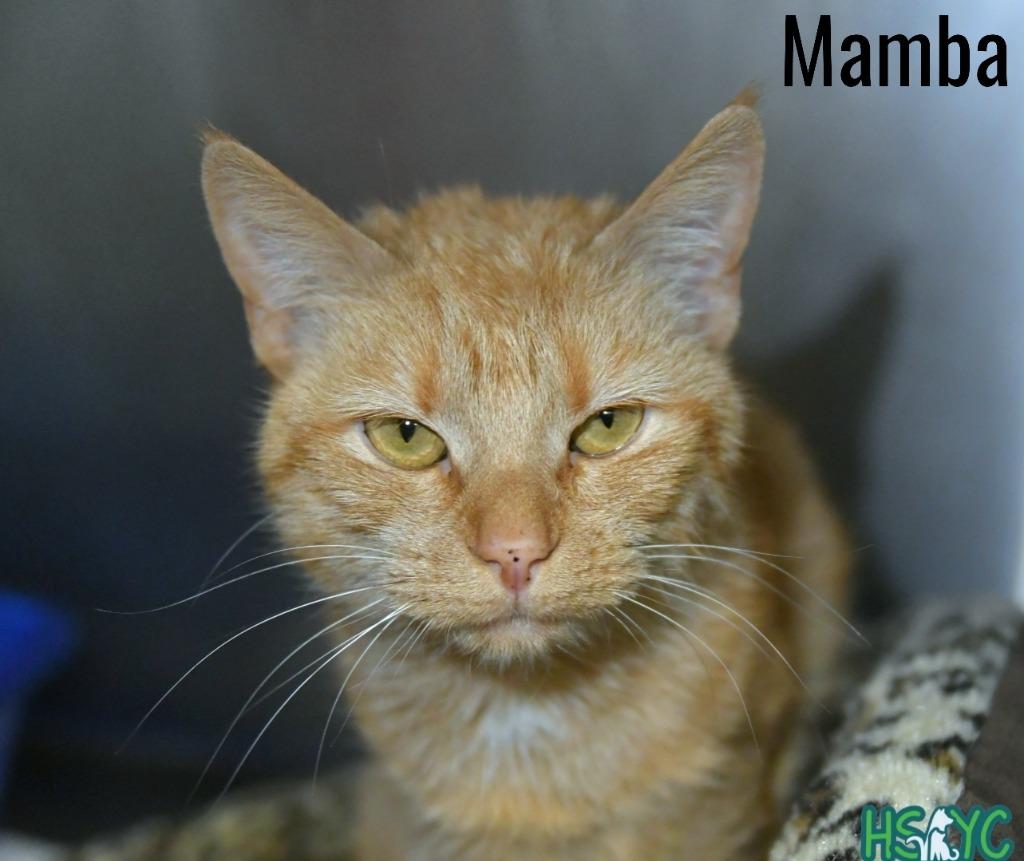 Mamba, a Adoptable mixed breed in Fort Mill, SC image 2/2