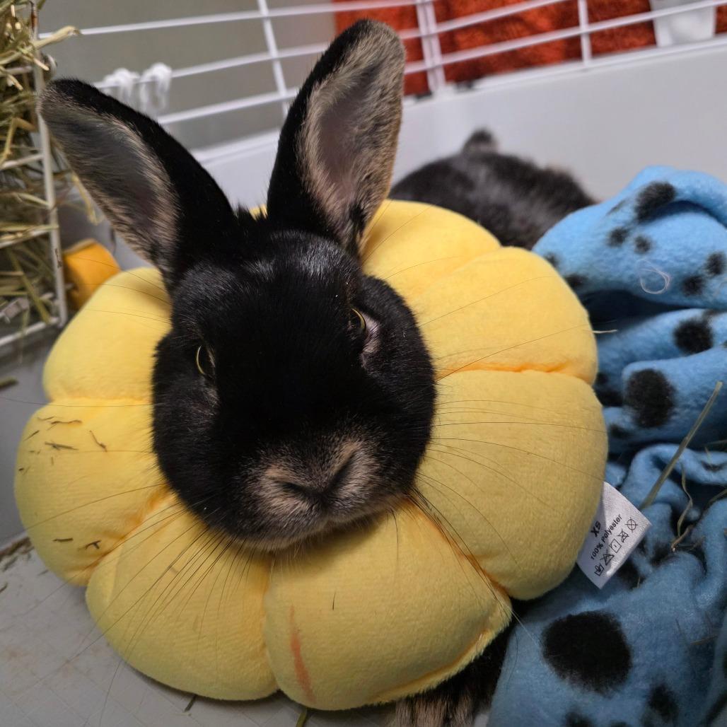 Truffle, Adoptable, Adult Female Bunny Rabbit.