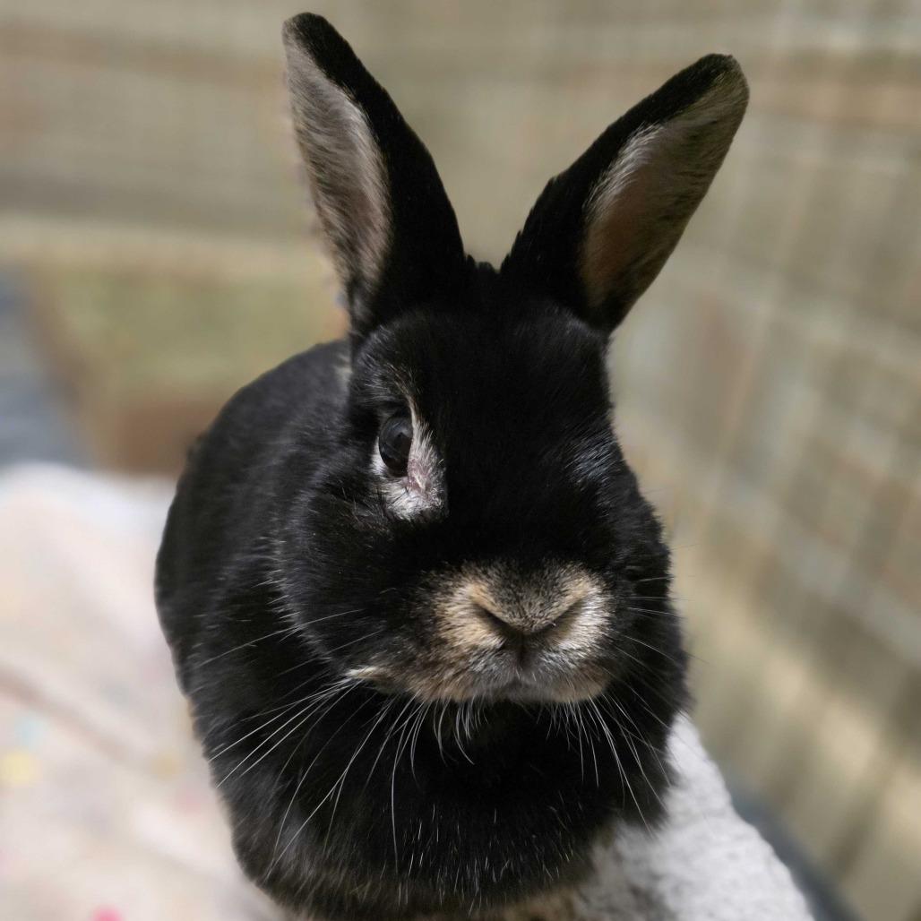 Enlarge Truffle, a Adoptable Bunny Rabbit in Davenport, IA image 2/4