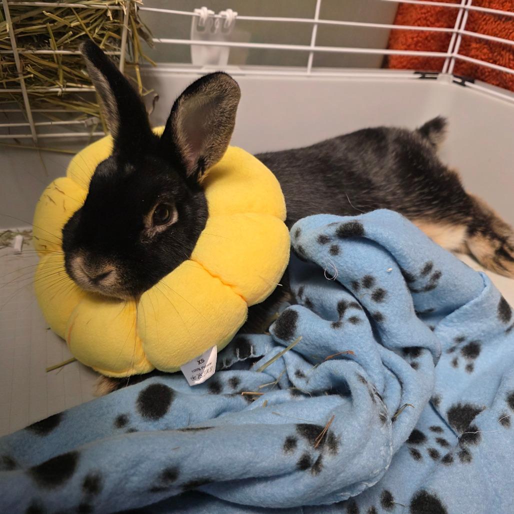 Enlarge Truffle, a Adoptable Bunny Rabbit in Davenport, IA image 3/4