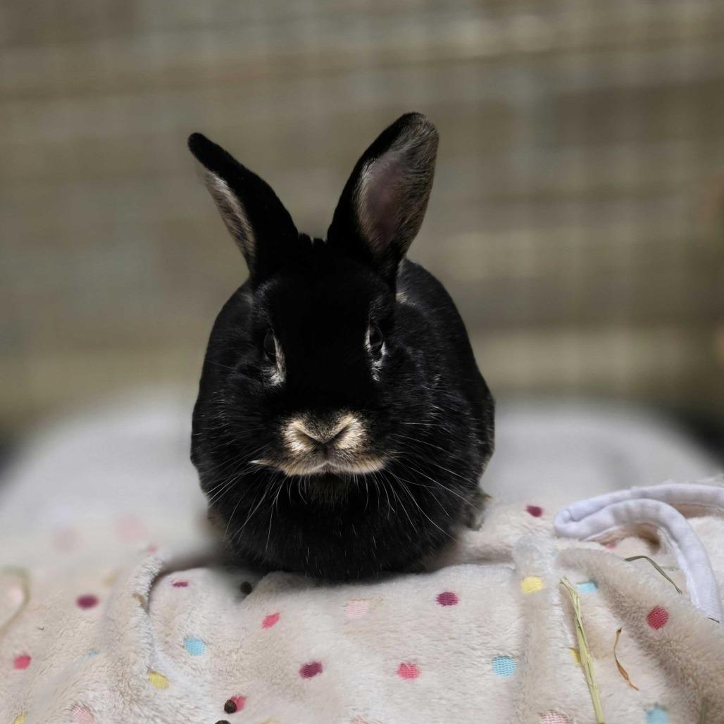 Enlarge Truffle, a Adoptable Bunny Rabbit in Davenport, IA image 4/4