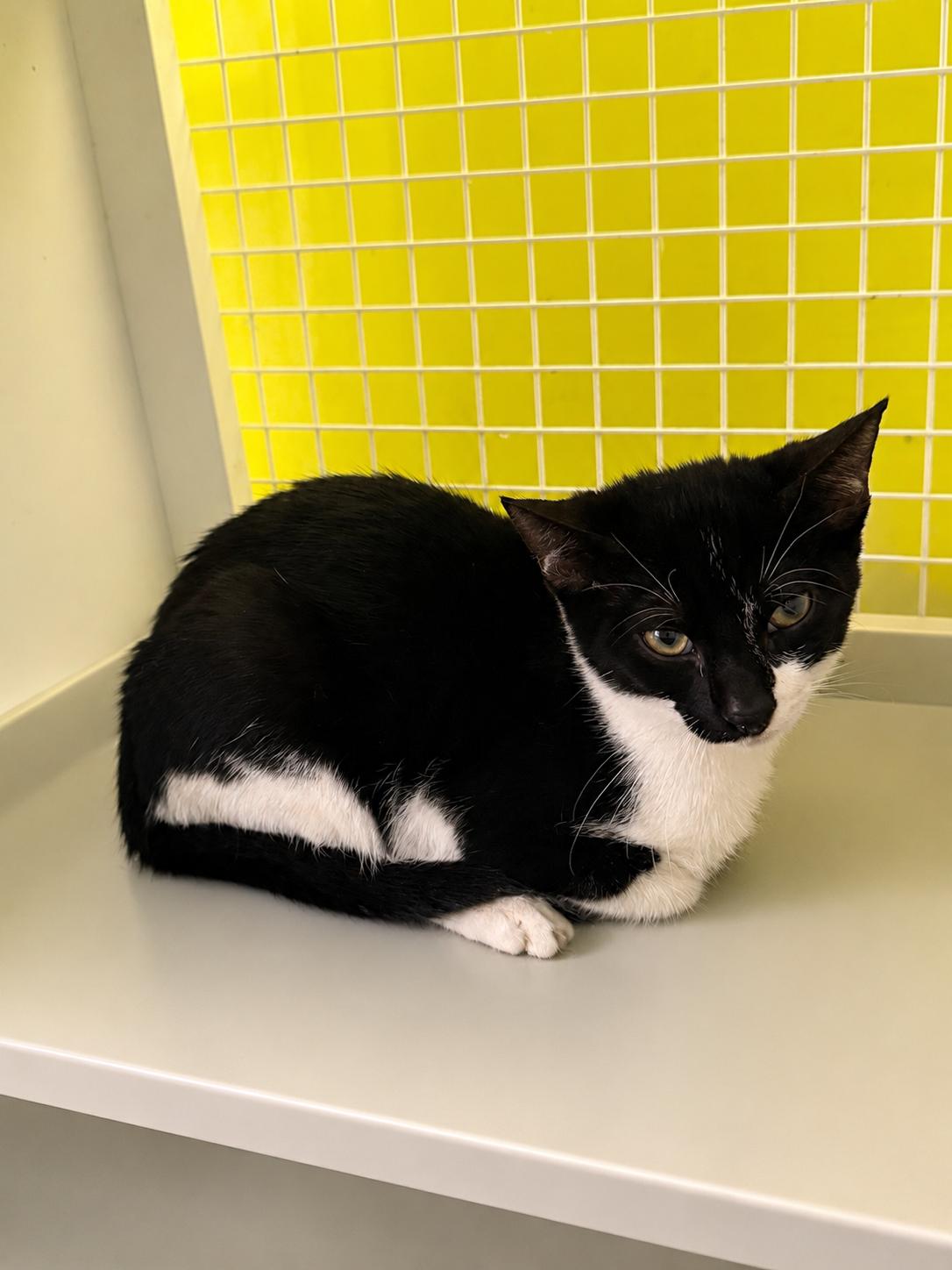 Enlarge Banshee, a Adoptable Domestic Short Hair in Intercession city , FL image 2/2