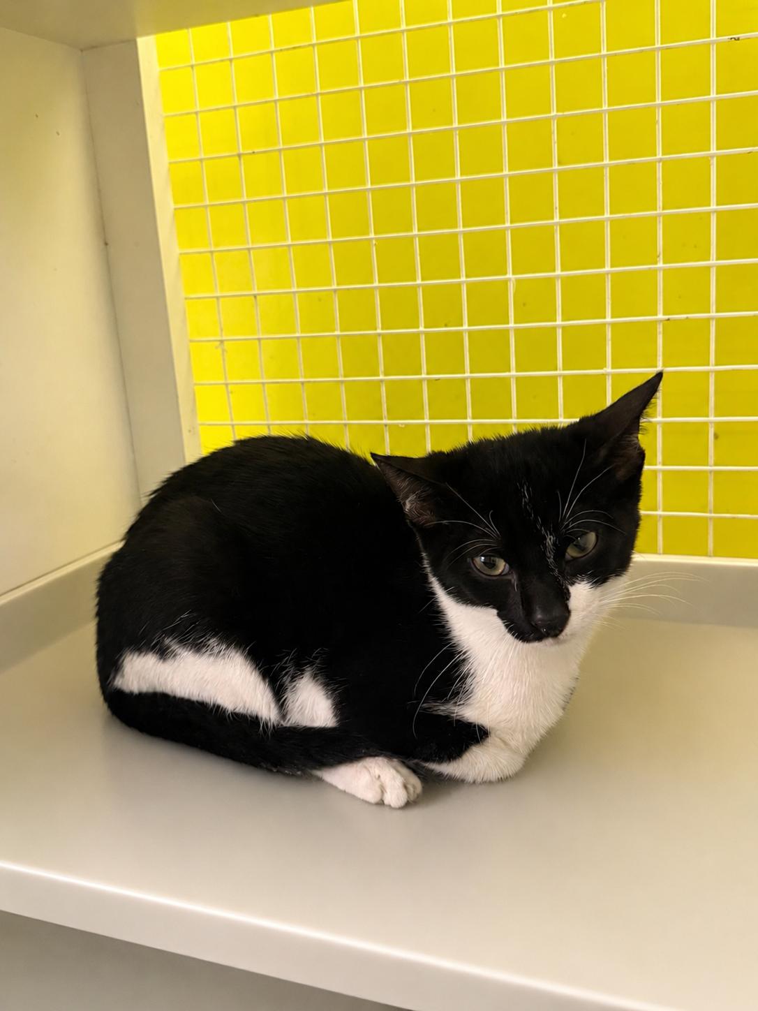 Banshee, Adoptable, Kitten Male Domestic Short Hair.