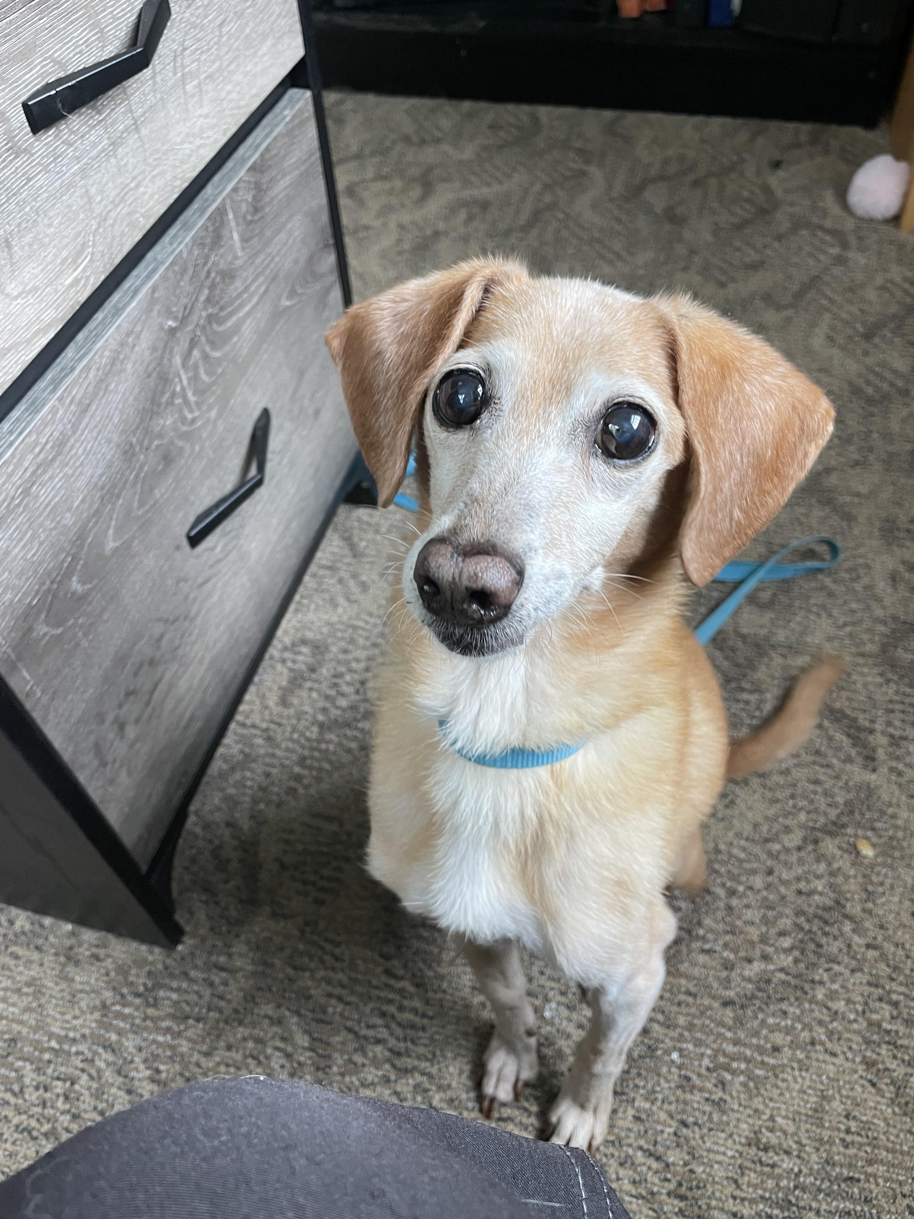 Enlarge Dobby, a Adopted mixed breed in Monson, MA image 3/3