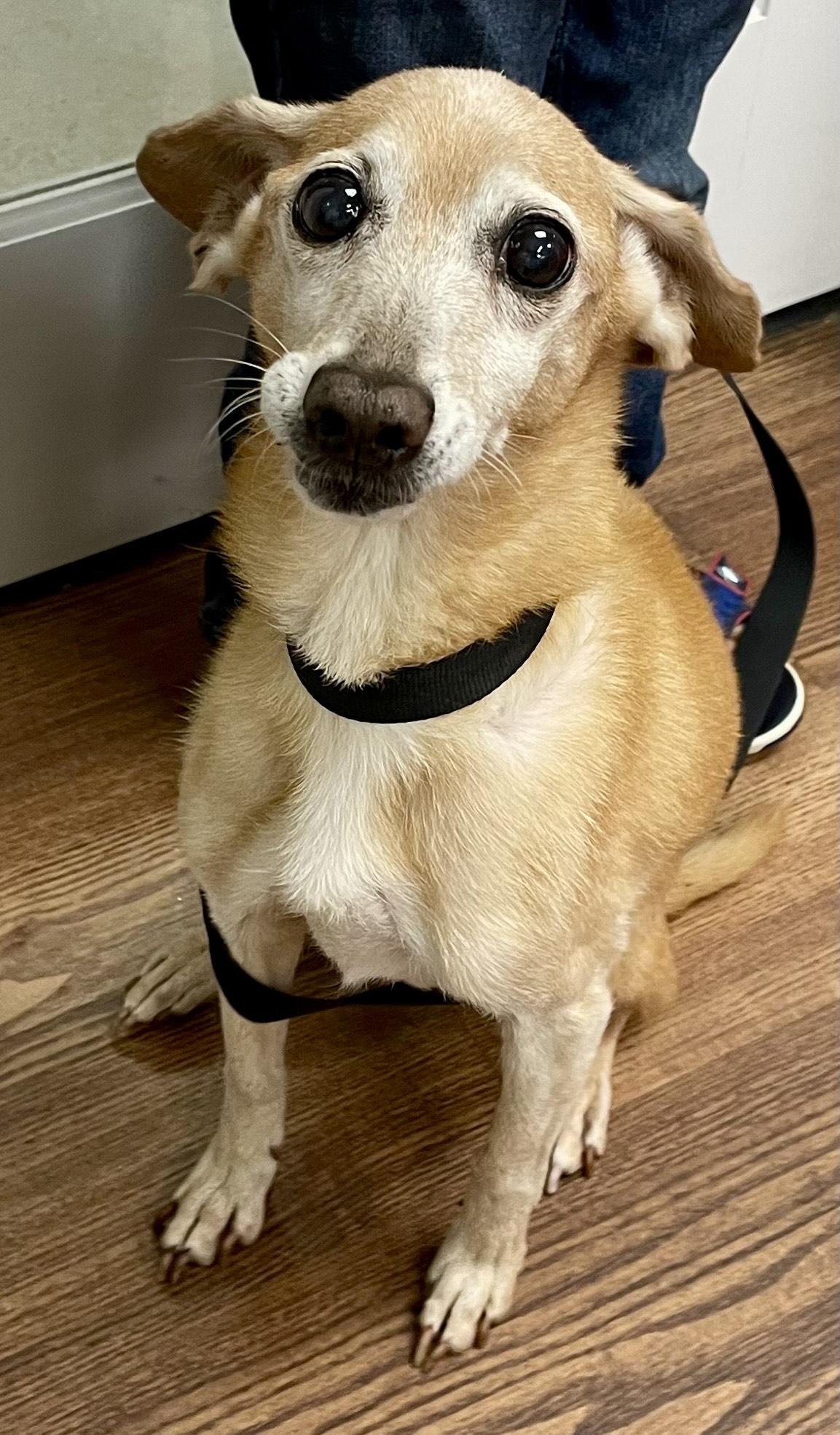 Dobby, Adopted, Senior Female Dachshund & Beagle.