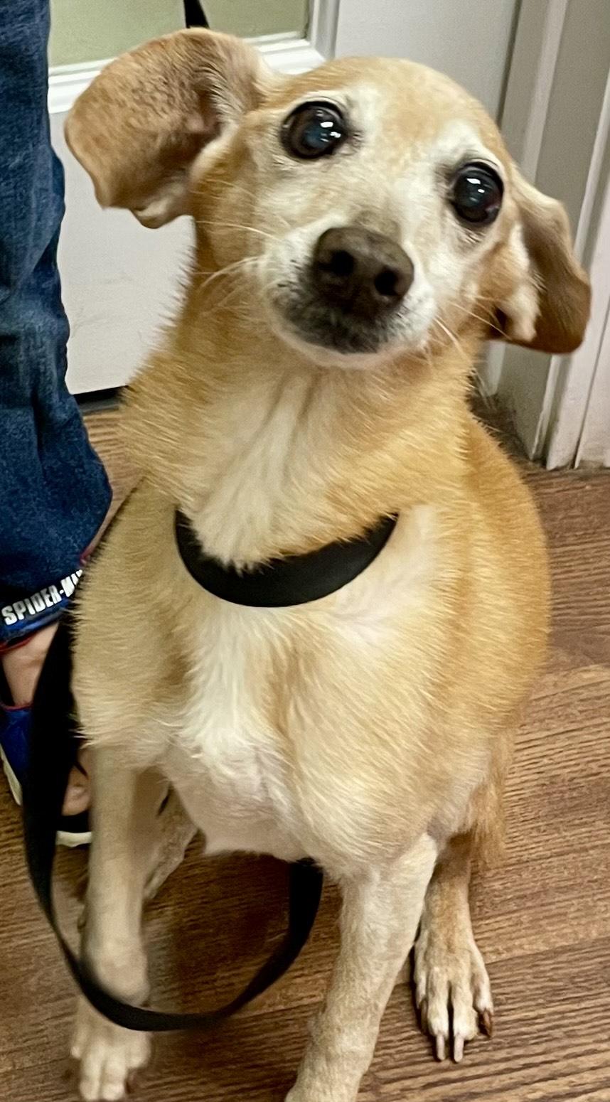 Enlarge Dobby, a Adopted mixed breed in Monson, MA image 2/3