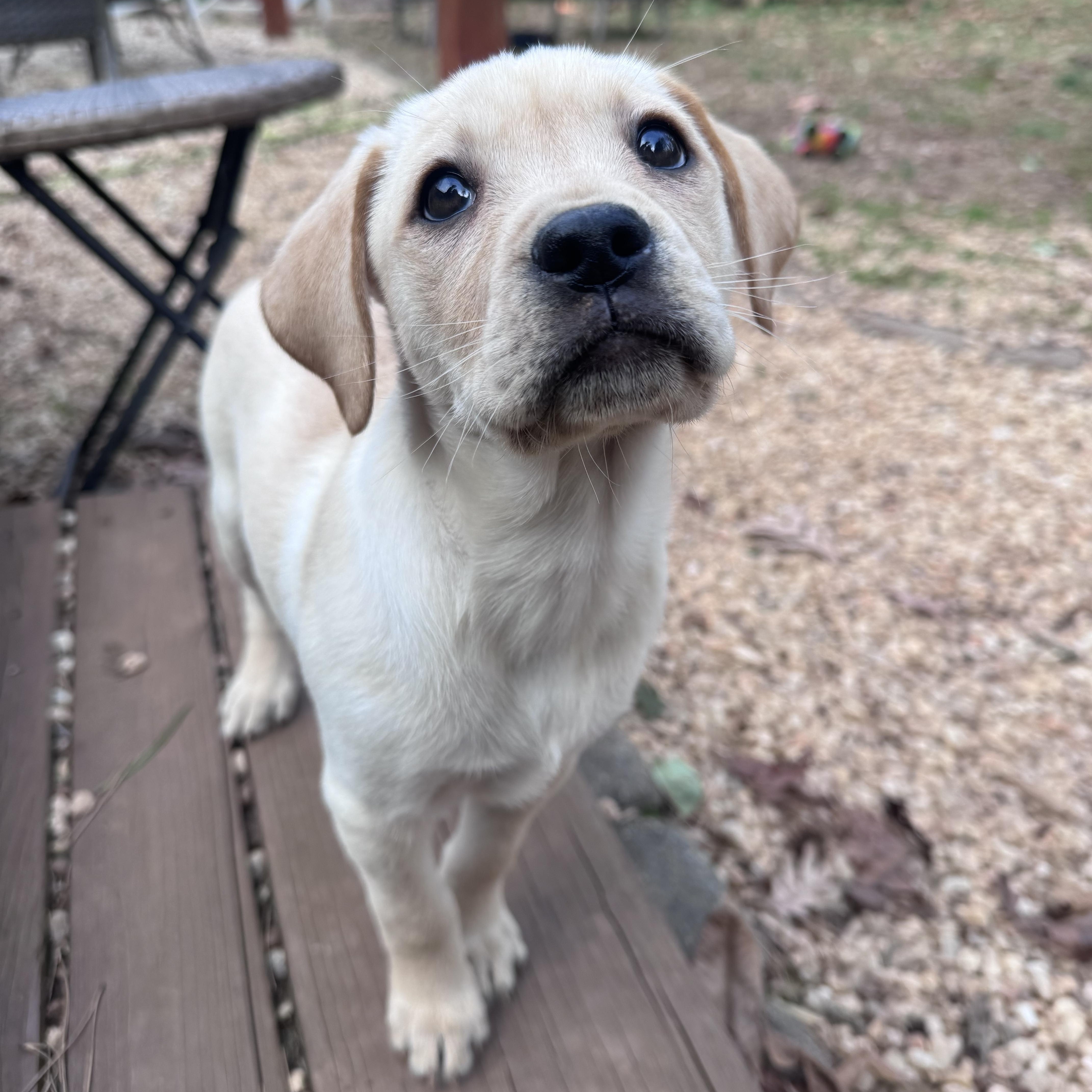 Tulip, adopted, Puppy Female Yellow Labrador Retriever.