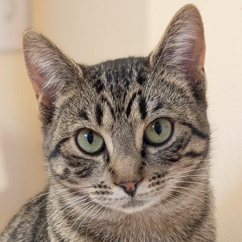 Enlarge MARY, a ADOPTABLE Domestic Short Hair in Sequim, WA image 1/6
