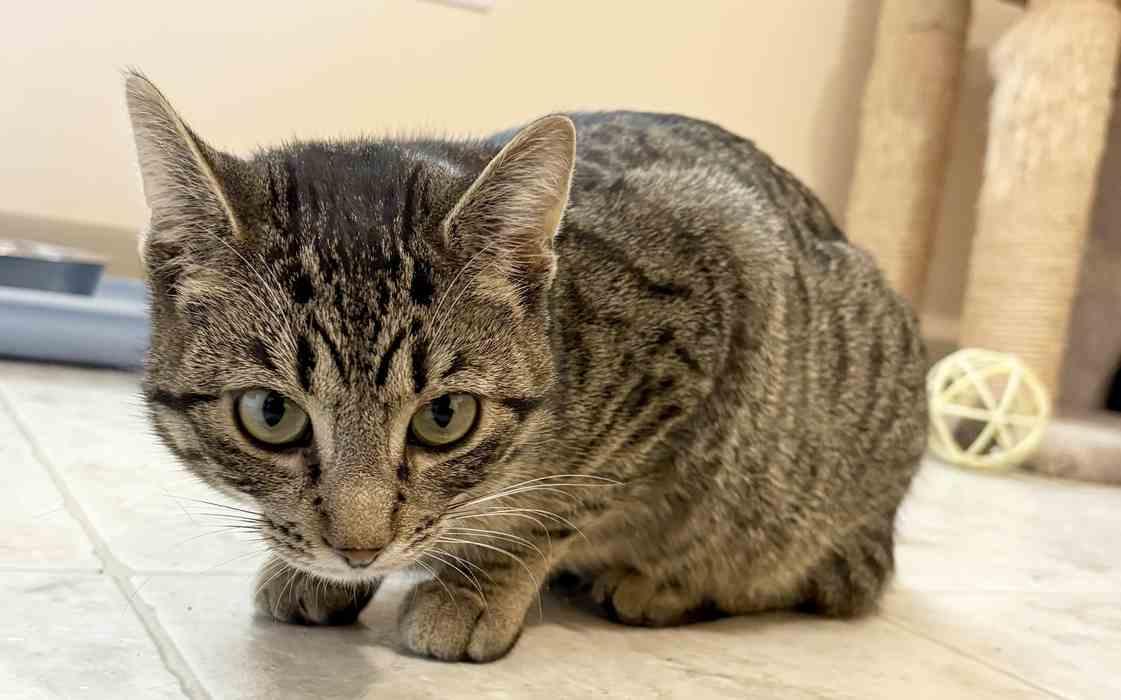 Enlarge MARY, a ADOPTABLE Domestic Short Hair in Sequim, WA image 3/6