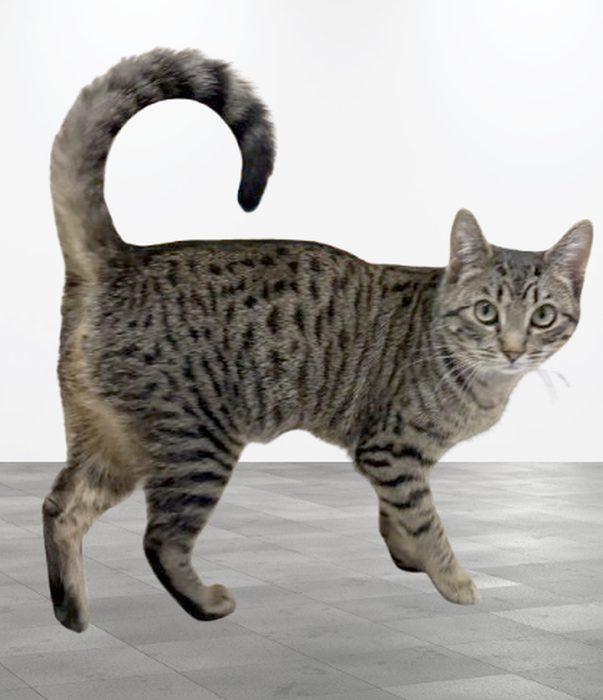 Enlarge MARY, a ADOPTABLE Domestic Short Hair in Sequim, WA image 2/6