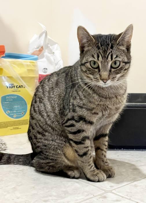 Enlarge MARY, a ADOPTABLE Domestic Short Hair in Sequim, WA image 4/6