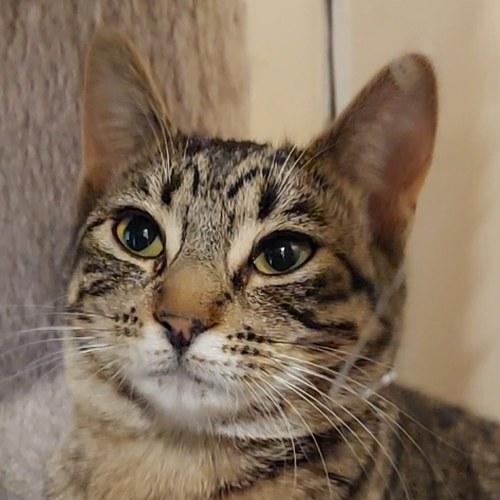 MARY, ADOPTABLE, Young Female Domestic Short Hair.