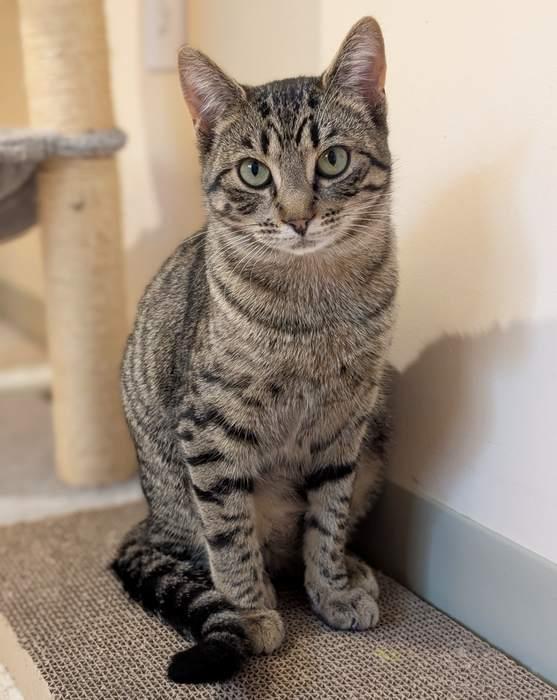 Enlarge MARY, a ADOPTABLE Domestic Short Hair in Sequim, WA image 5/6