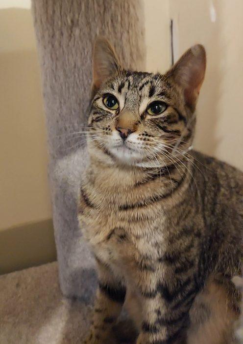Enlarge MARY, a ADOPTABLE Domestic Short Hair in Sequim, WA image 2/2