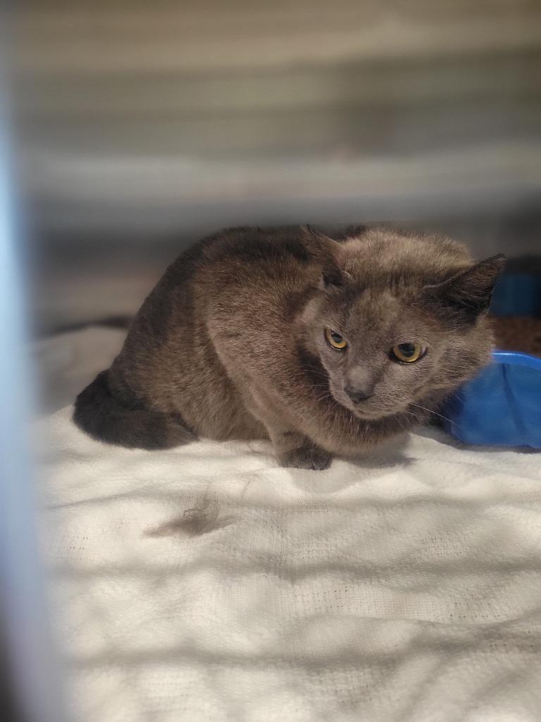 Enlarge Silver, a Adoptable mixed breed in Ashland, WI image 1/1
