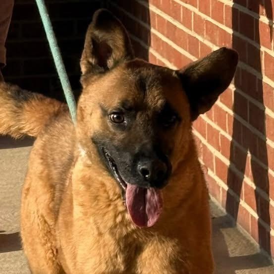 Enlarge Boogie, a ADOPTABLE mixed breed in Lumberton, NC image 3/3