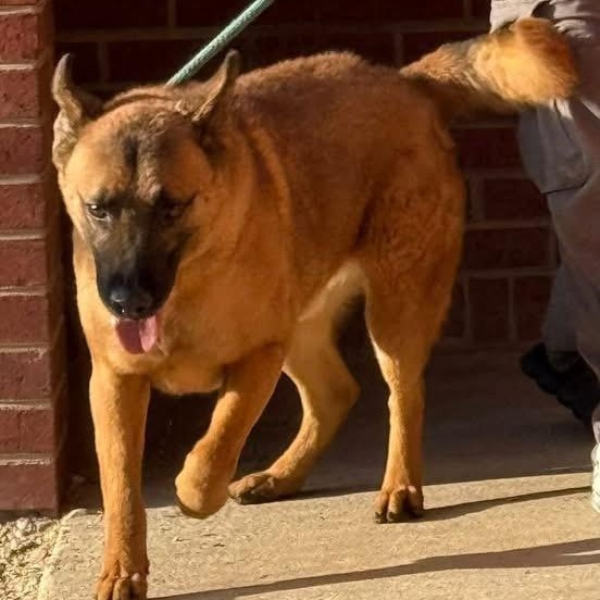 Enlarge Boogie, a ADOPTABLE mixed breed in Lumberton, NC image 2/3