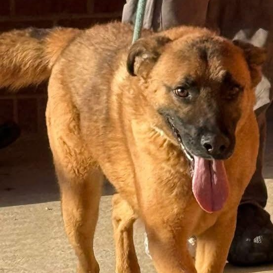 Enlarge Boogie, a ADOPTABLE mixed breed in Lumberton, NC image 1/3