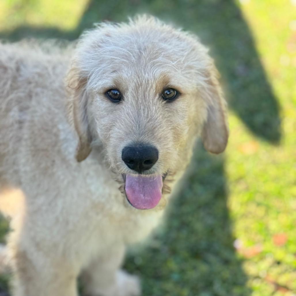 CHAMPAGNE, Adoptable, Puppy Male Golden Retriever & Standard Poodle.