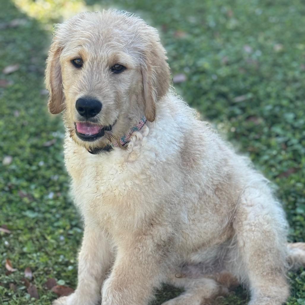 Enlarge CHAMPAGNE, a Adoptable mixed breed in Wellington, FL image 2/4