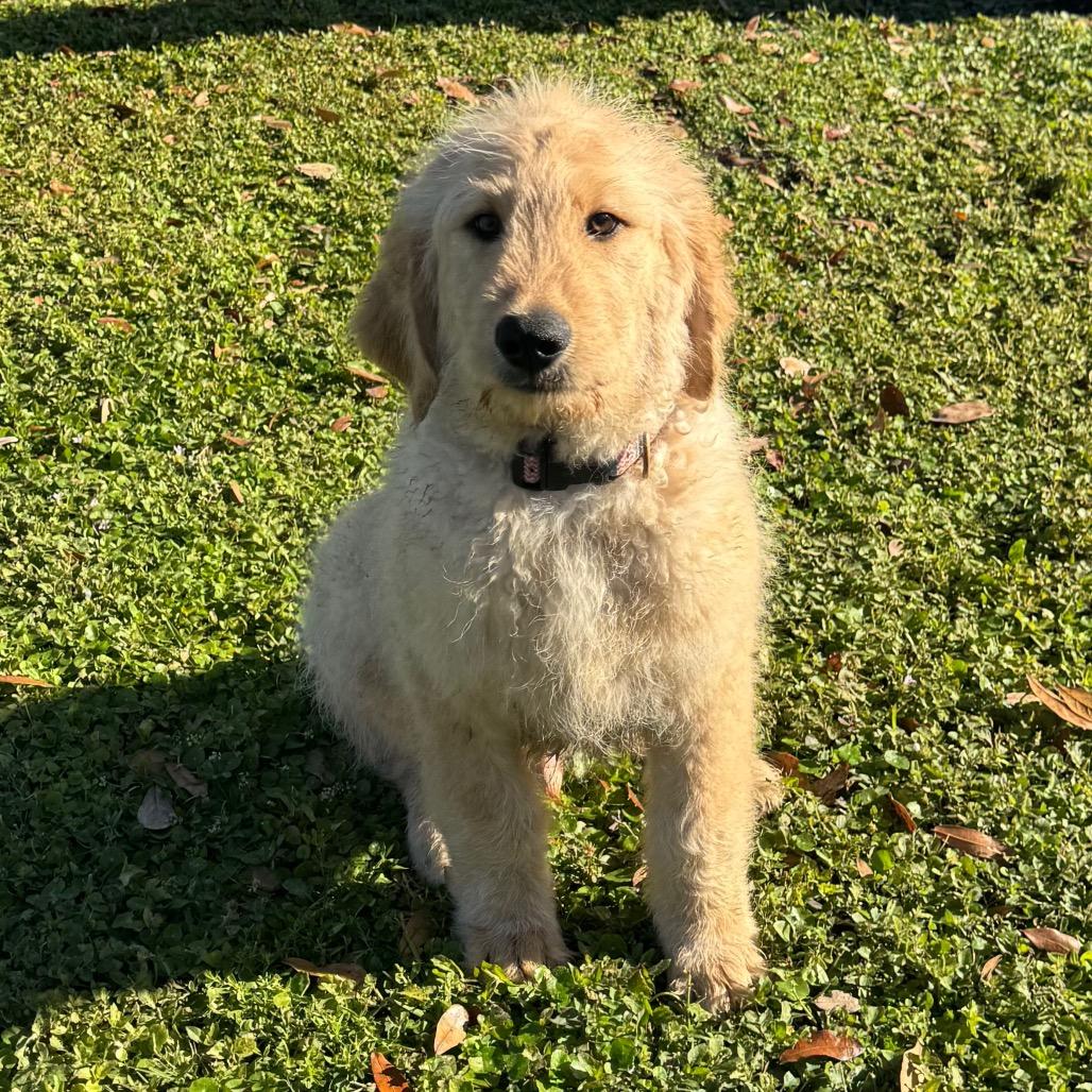 Enlarge CHAMPAGNE, a Adoptable mixed breed in Wellington, FL image 3/4