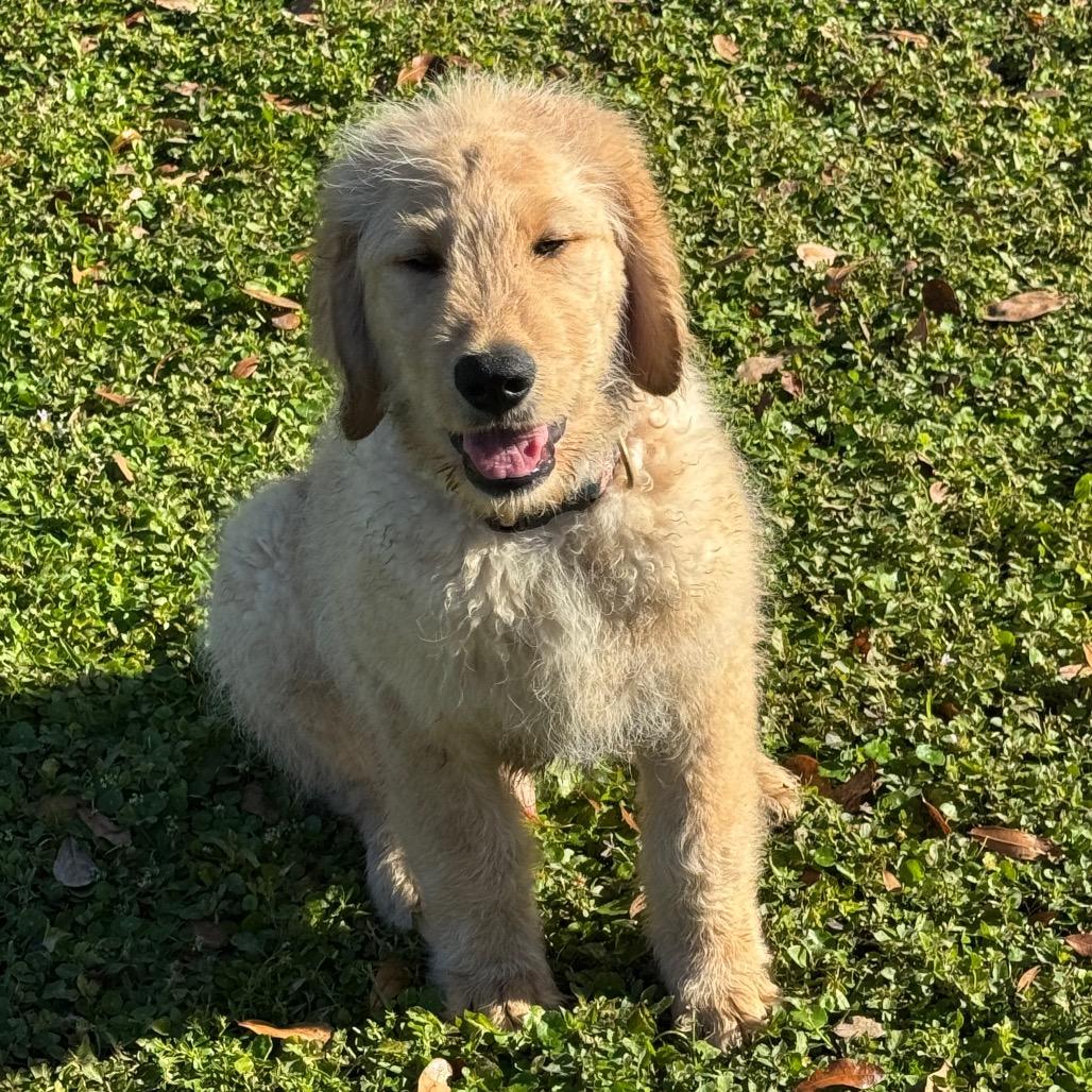 Enlarge CHAMPAGNE, a Adoptable mixed breed in Wellington, FL image 4/4