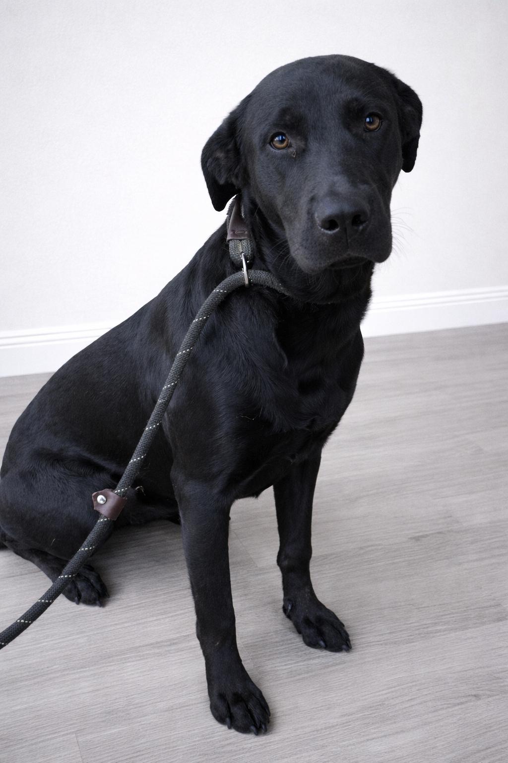 Enlarge Honey, an adopted Black Labrador Retriever in Snohomish, WA image 1/5