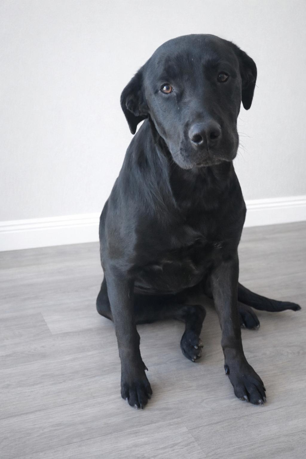 Enlarge Honey, an adopted Black Labrador Retriever in Snohomish, WA image 2/5