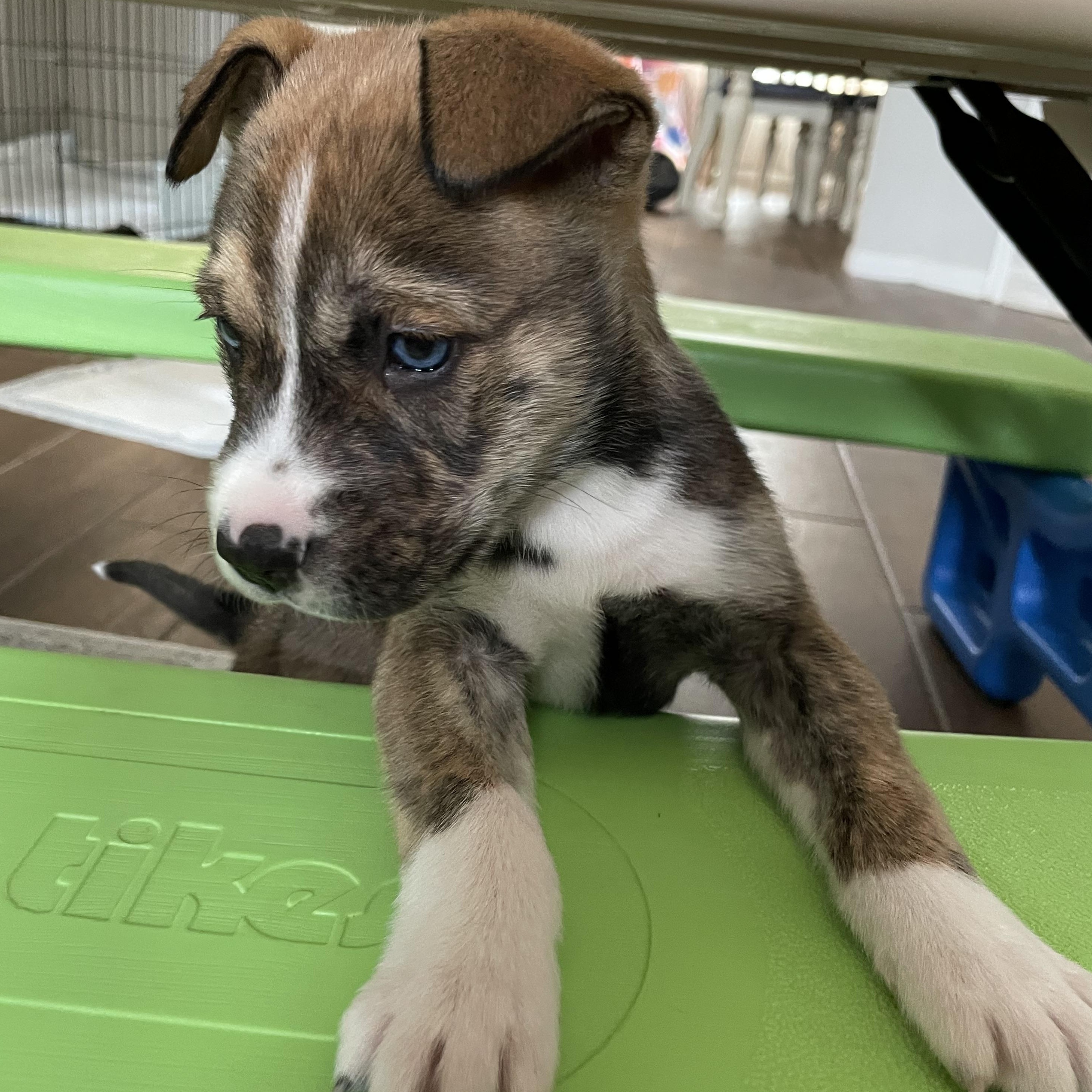 Enlarge Marco, an adopted mixed breed in Tallahassee, FL image 2/3